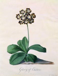 チルトンの栄光（ヴェラムのガッシュ） 作： ゲオルグ・ディオニシウス・エーレット